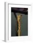 Extatosoma Tiaratum (Phasme) - End of Leg-Paul Starosta-Framed Photographic Print