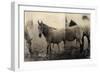 Extension of a Horse-Casey Mckee-Framed Art Print