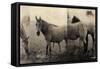 Extension of a Horse-Casey Mckee-Framed Stretched Canvas