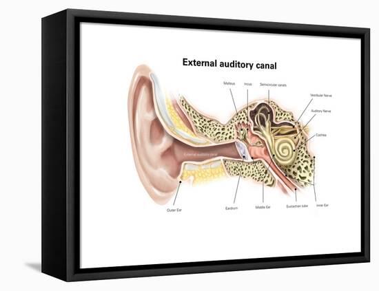 External Auditory Canal of Human Ear (With Labels)-null-Framed Stretched Canvas