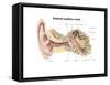 External Auditory Canal of Human Ear (With Labels)-null-Framed Stretched Canvas