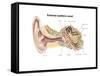 External Auditory Canal of Human Ear (With Labels)-null-Framed Stretched Canvas