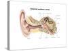 External Auditory Canal of Human Ear (With Labels)-null-Stretched Canvas