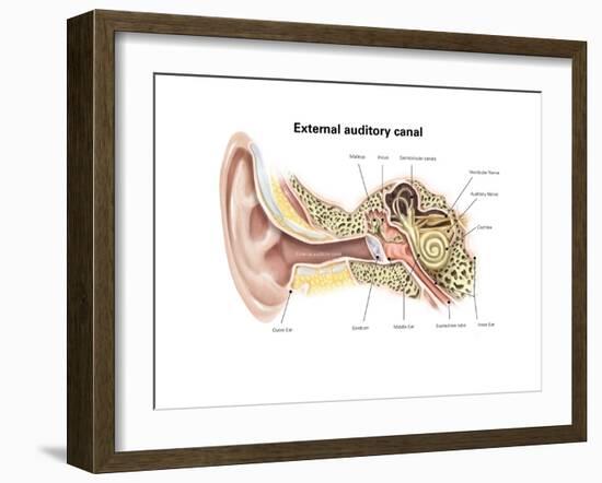 External Auditory Canal of Human Ear (With Labels)-null-Framed Art Print