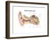 External Auditory Canal of Human Ear (With Labels)-null-Framed Art Print