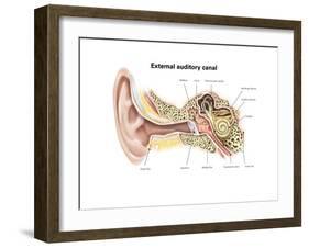 External Auditory Canal of Human Ear (With Labels)-null-Framed Art Print