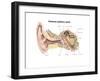 External Auditory Canal of Human Ear (With Labels)-null-Framed Art Print