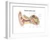 External Auditory Canal of Human Ear (With Labels)-null-Framed Art Print