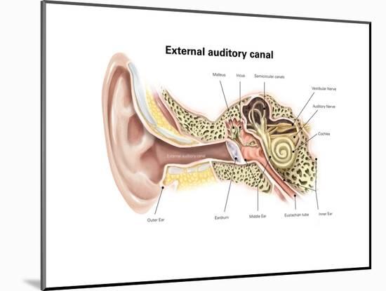 External Auditory Canal of Human Ear (With Labels)-null-Mounted Art Print
