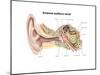 External Auditory Canal of Human Ear (With Labels)-null-Mounted Art Print