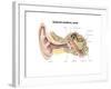 External Auditory Canal of Human Ear (With Labels)-null-Framed Art Print