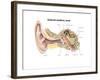 External Auditory Canal of Human Ear (With Labels)-null-Framed Art Print