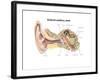 External Auditory Canal of Human Ear (With Labels)-null-Framed Art Print