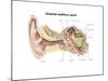 External Auditory Canal of Human Ear (With Labels)-null-Mounted Art Print