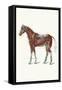 External Muscles and Tendons of the Horse-Samuel Sidney-Framed Stretched Canvas