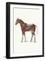 External Muscles and Tendons of the Horse-Samuel Sidney-Framed Art Print