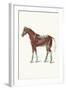External Muscles and Tendons of the Horse-Samuel Sidney-Framed Art Print