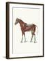 External Muscles and Tendons of the Horse-Samuel Sidney-Framed Art Print