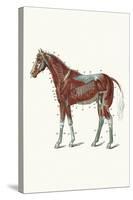 External Muscles and Tendons of the Horse-Samuel Sidney-Stretched Canvas