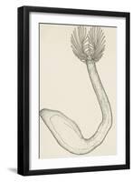 External Structure of Marine Invertebrate of Phoronis Genus, Phoronidae-null-Framed Giclee Print