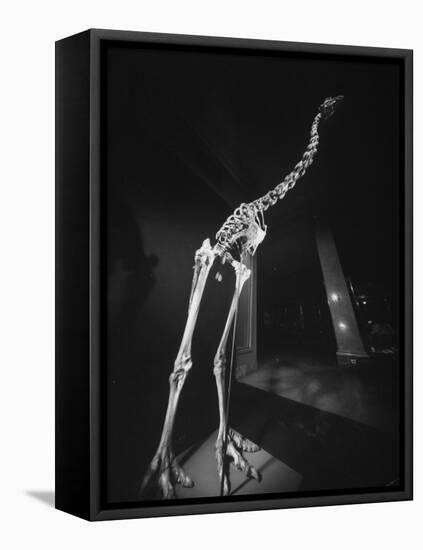 Extinct for 700 Years, Reconstructed Skeleton of the Giant Moa of New Zealand Discovered in Swamp-Yale Joel-Framed Stretched Canvas