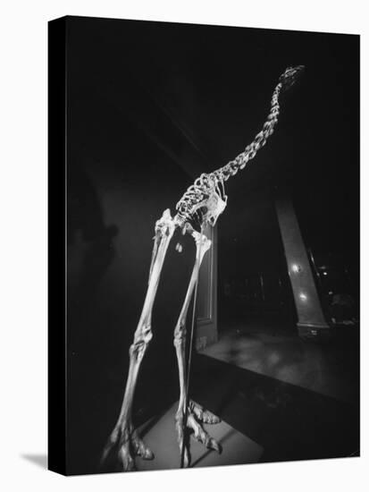 Extinct for 700 Years, Reconstructed Skeleton of the Giant Moa of New Zealand Discovered in Swamp-Yale Joel-Stretched Canvas