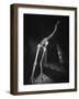 Extinct for 700 Years, Reconstructed Skeleton of the Giant Moa of New Zealand Discovered in Swamp-Yale Joel-Framed Photographic Print