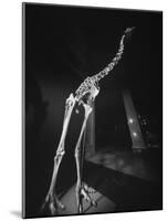 Extinct for 700 Years, Reconstructed Skeleton of the Giant Moa of New Zealand Discovered in Swamp-Yale Joel-Mounted Photographic Print