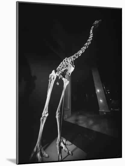 Extinct for 700 Years, Reconstructed Skeleton of the Giant Moa of New Zealand Discovered in Swamp-Yale Joel-Mounted Photographic Print