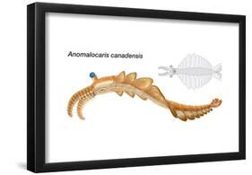 Extinct Soft-Bodied Cambrian Predator (Anomalocaris Canadensis). Arthropods, Invertebrates-Encyclopaedia Britannica-Framed Poster