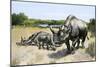 Extinct Species of Rhinoceros, Titanothere, Ancient South Dakota-null-Mounted Giclee Print