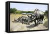 Extinct Species of Rhinoceros, Titanothere, Ancient South Dakota-null-Framed Stretched Canvas