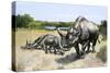 Extinct Species of Rhinoceros, Titanothere, Ancient South Dakota-null-Stretched Canvas