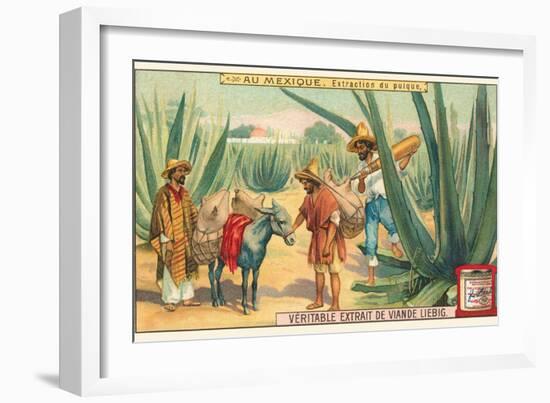 Extraction of Pulque, Magueys, Mexico-null-Framed Art Print