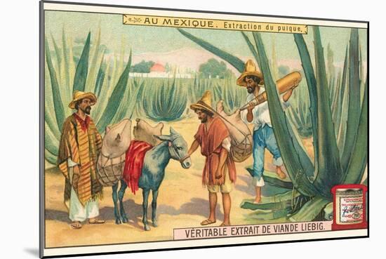 Extraction of Pulque, Magueys, Mexico-null-Mounted Art Print