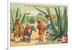 Extraction of Pulque, Magueys, Mexico-null-Framed Art Print