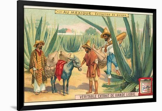 Extraction of Pulque, Magueys, Mexico-null-Framed Art Print