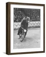 Extraordinarily Skillful Russian Performing Bear Driving a Motorcycle-Carl Mydans-Framed Photographic Print