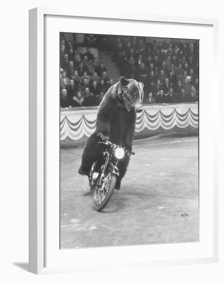 Extraordinarily Skillful Russian Performing Bear Driving a Motorcycle-Carl Mydans-Framed Photographic Print