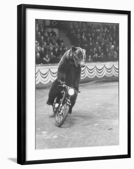 Extraordinarily Skillful Russian Performing Bear Driving a Motorcycle-Carl Mydans-Framed Photographic Print