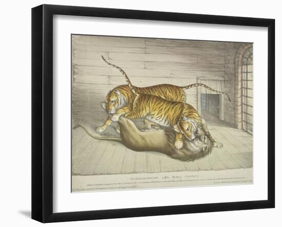 Extraordinary and Fatal Combat, Between a Lion and a Tiger and Tigress,Tower of London, 1830-null-Framed Giclee Print