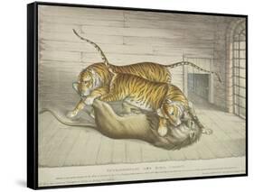 Extraordinary and Fatal Combat, Between a Lion and a Tiger and Tigress,Tower of London, 1830-null-Framed Stretched Canvas