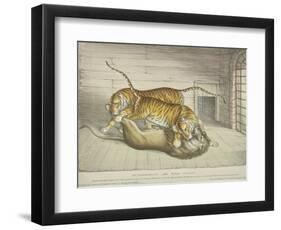 Extraordinary and Fatal Combat, Between a Lion and a Tiger and Tigress,Tower of London, 1830-null-Framed Premium Giclee Print