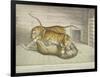 Extraordinary and Fatal Combat, Between a Lion and a Tiger and Tigress,Tower of London, 1830-null-Framed Giclee Print