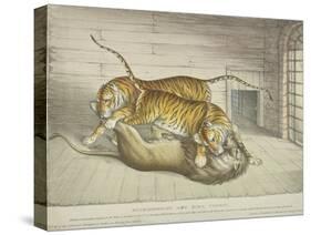 Extraordinary and Fatal Combat, Between a Lion and a Tiger and Tigress,Tower of London, 1830-null-Stretched Canvas