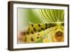 Extravaganza I-Dana Styber-Framed Photographic Print