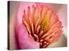 Extreme Close-Up of Flower-Matt Freedman-Stretched Canvas