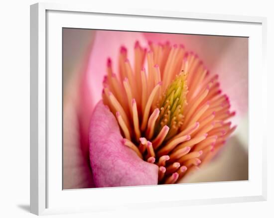 Extreme Close-Up of Flower-Matt Freedman-Framed Photographic Print