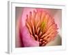 Extreme Close-Up of Flower-Matt Freedman-Framed Photographic Print