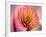 Extreme Close-Up of Flower-Matt Freedman-Framed Photographic Print